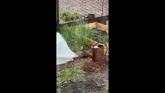 Hedgehog roams garden and pulls greenhouse in Kobryn, Belarus