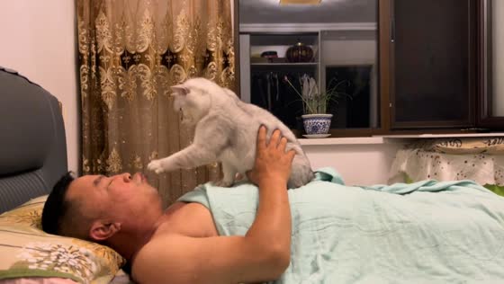 Caring cat gently wakes up its owner in Liaoning, China
