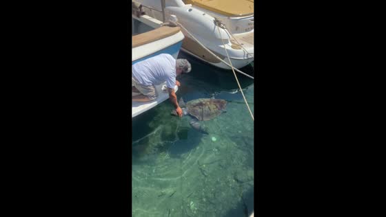 Man feeds and gently pets turtle in Chania, Greece