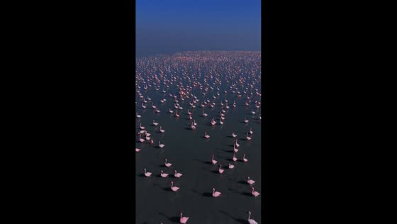 Stunning flock of flamingos spotted in Jaipur, India