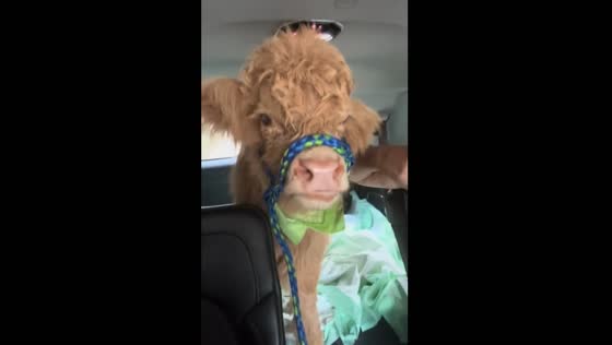 Calf mooing inside vehicle in Georgia