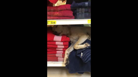 Sleepy shopper: dog takes nap among folded clothes in Fortaleza store
