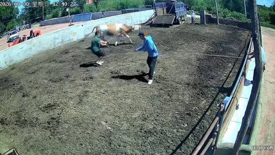 Workers lose balance while restraining cow in Inner Mongolia, China
