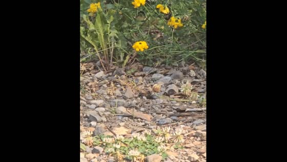 Bee causes flower stalk to bend in Alberta, Canada