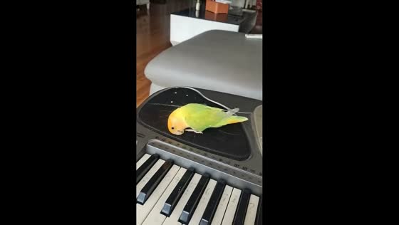 Lovebird dances to keyboard beats in Henan, China