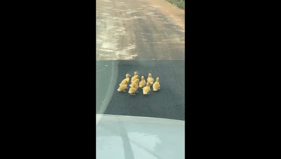 Cute ducklings blocking the road in Hainan, China