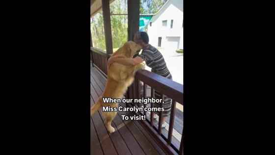 Dogs' excitement for neighbor's visit captured in video