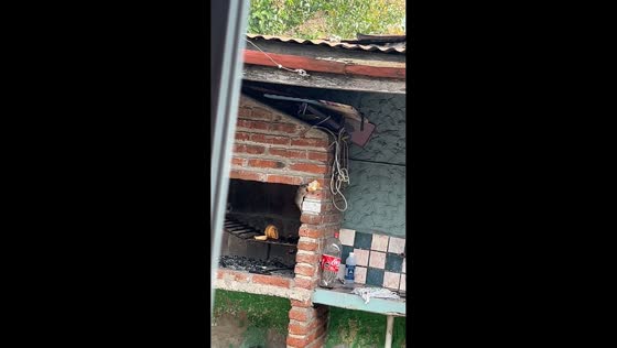 Rat climbs brick grill with slice of bread in Montevideo, Uruguay