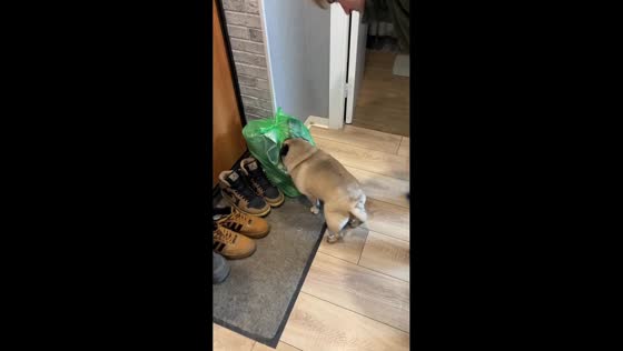 Pug refuses to let go of plastic bag in Samara, Russia