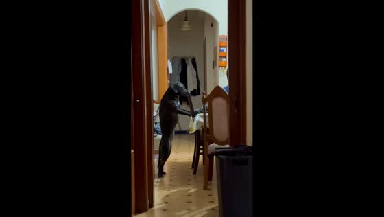 Curious dog stands on hind legs at the table in Argostoli, Greece