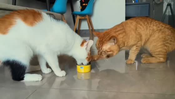 Cats playfully fight over canned food in Beijing, China