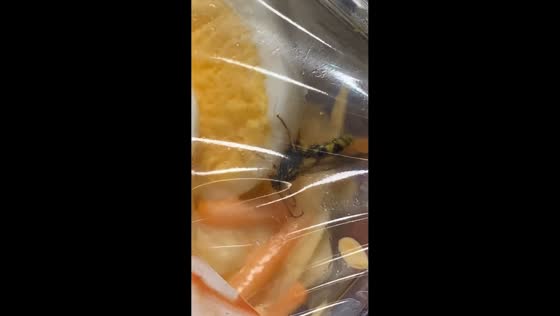 Wasp found inside sealed salad package in Cambridge, England, UK