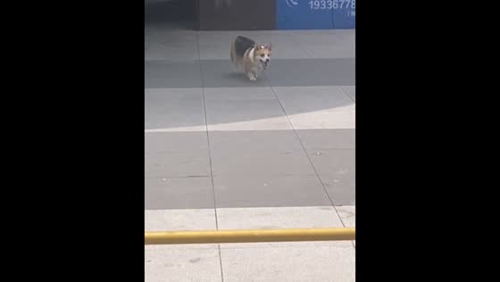 Corgi fails jump over steel railings in Guizhou, China