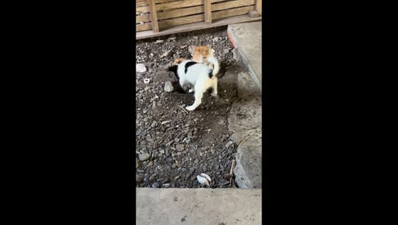 Puppy digs for kitten in adorable moment in Carmen, Davao del Norte, Philippines
