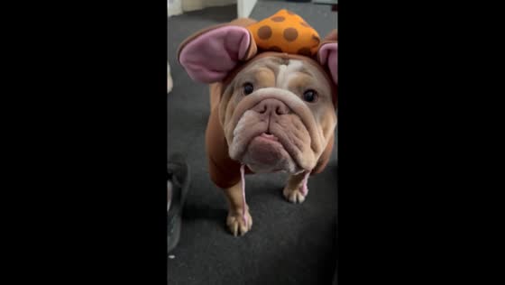 Dog in mouse costume in Glasgow, UK