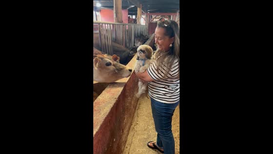 Shih Tzu reacts nervously as cow approaches in Guatemala