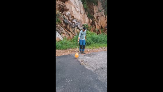 Snake bursts balloon in unusual encounter in Alwar, India
