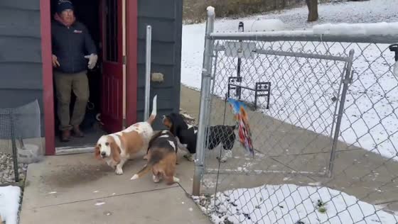 Dogs react to first snow in La Valle, Wisconsin, USA