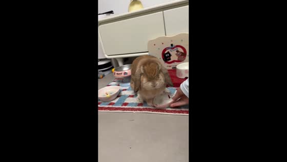 Feisty rabbit flips feeding bowl in Anhui, China