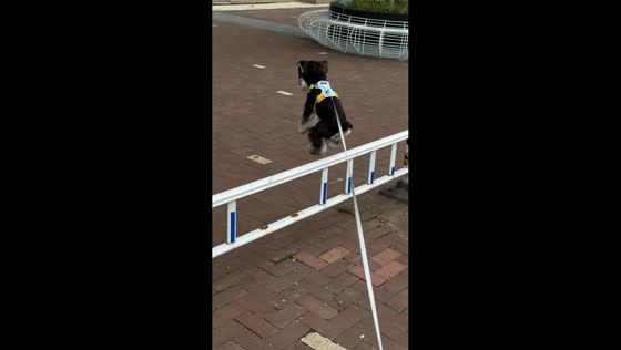 Dog hilariously jumps over low railing while on leash in Henan, China