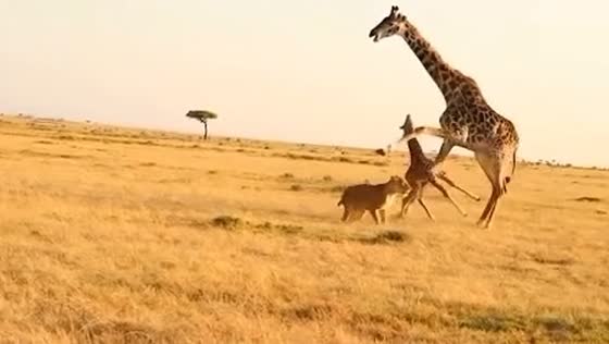 Giraffe accidentally kills calf while defending against lion in Maasai Mara, Kenya