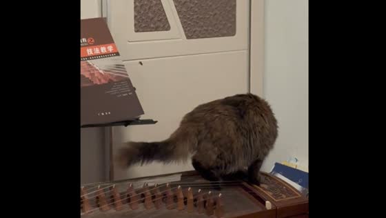 Cat plays Chinese Guzheng by accident, talent shines through