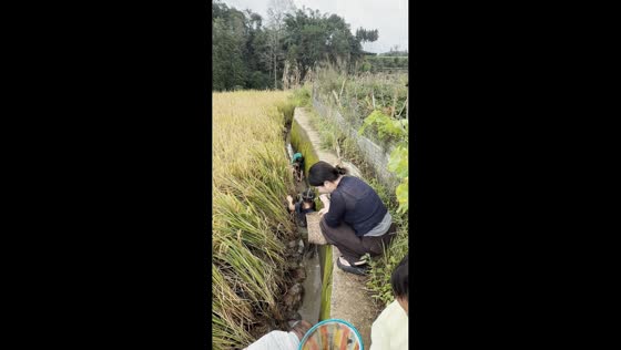 Man catches snake while children search muddy rice field in Yunnan, China
