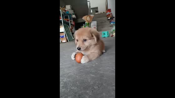Labrador puppy munches on hard-boiled egg in Zhejiang, China