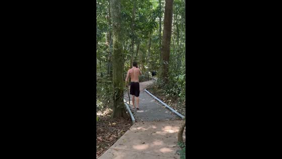Southern cassowary follows hikers at Cape Tribulation in Queensland, Australia