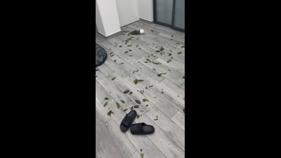 1-year-old French Bulldog Ettore wreaks havoc: plant destruction spree!