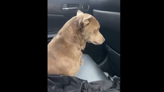 Dog rescued from highway traffic in Chicago