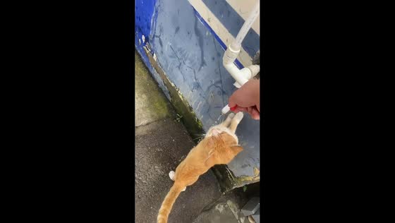 Cat reaches for water from outdoor tap in Liaoning, China