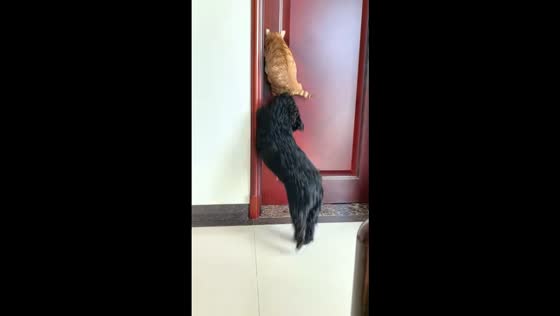 Cat and dog work together to open a door in Yunnan, China