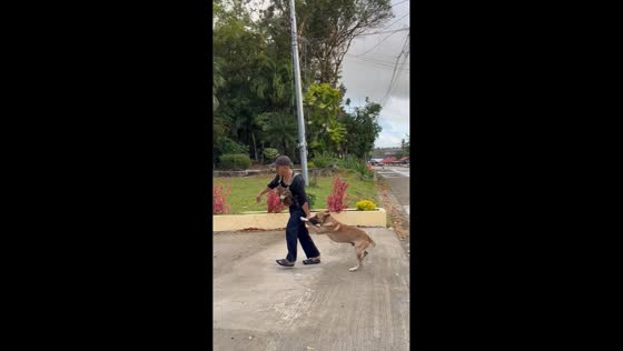 Stubborn German Shepherd refuses to go home in San Lorenzo, Guimaras, Philippines