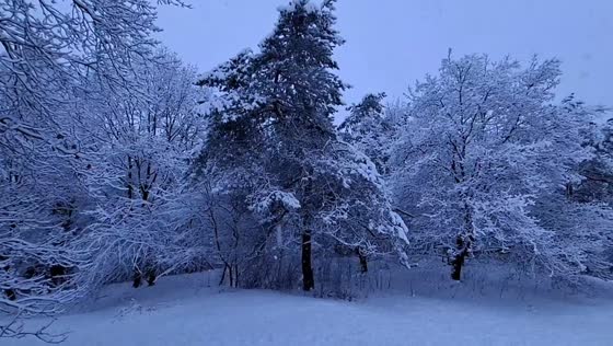Snow blankets the Veluwe forest in a tranquil winter scene in Hoenderloo, Netherlands