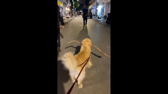 Golden Retriever dog insists on carrying a huge stick in Tel Aviv, Israel