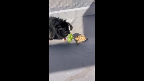 Guinea pig steals lettuce from tortoise in Sahuarita, Arizona, USA
