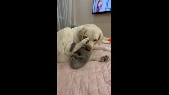 Playful Weimaraner and Labrador have a tail-wagging encounter with mink Mishka 