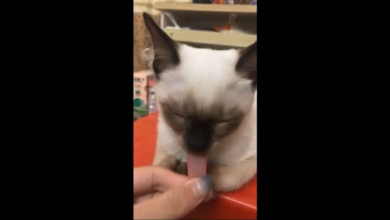 Siamese cat sleeps sitting up with tongue out in Guangdong, China