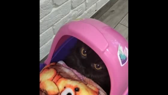 Adorable bond: Sofia's playtime delight with cat Kopychka in Ivano-Frankivsk