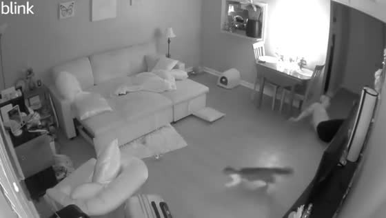 Woman slips on her own vomit, startling cat in Louisville, Kentucky