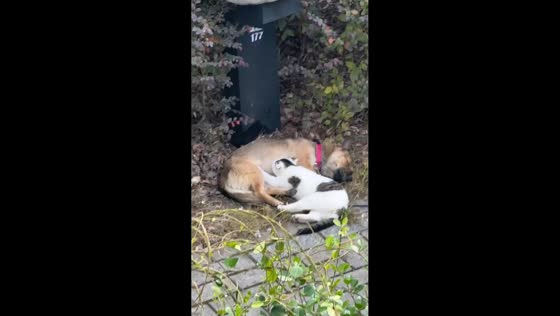 Cat keeps nursing from dog in Zhejiang, China