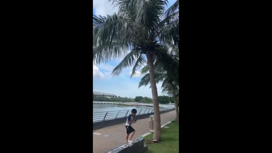 Boy gets hit by a bouncing rock after throwing it at a coconut tree in Zhanjiang, China