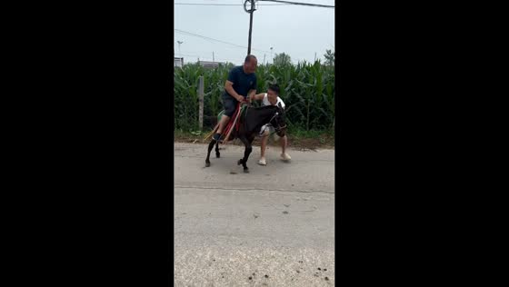 Man's attempt to ride miniature horse ends in funny struggle in Liaoning, China