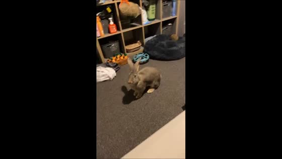 Energetic rabbit’s playful zoomies caught in Norwich, England, UK