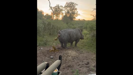 Rhino drops faeces and scratches ground in South Africa