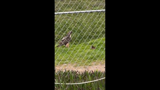 Hawk and vole face off in rare wildlife standoff in Daly, California, USA