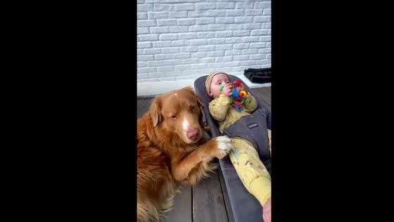 Dog rocks baby in Oslo