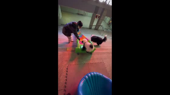 Dogs playfully go down slide in Anhui, China