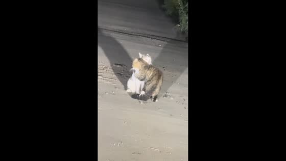 Cats embrace in the middle of the road in Hebei, China